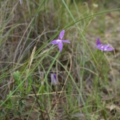 Glossodia major at Canberra Central, ACT - 24 Oct 2014