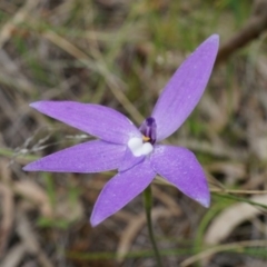 Glossodia major (Wax Lip Orchid) at Mount Majura - 24 Oct 2014 by AaronClausen