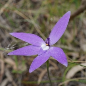 Glossodia major at Canberra Central, ACT - 24 Oct 2014