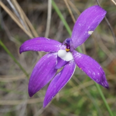 Glossodia major (Wax Lip Orchid) at Mount Majura - 24 Oct 2014 by AaronClausen