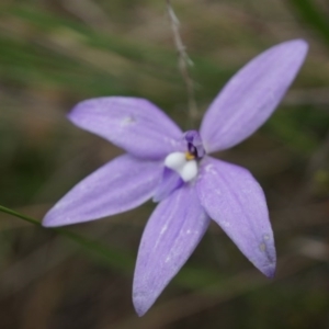 Glossodia major at Canberra Central, ACT - 24 Oct 2014