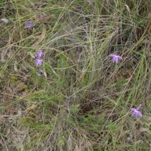 Glossodia major at Canberra Central, ACT - suppressed