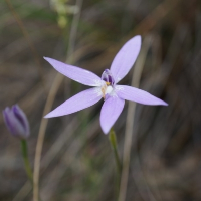 Glossodia major (Wax Lip Orchid) at Canberra Central, ACT - 24 Oct 2014 by AaronClausen
