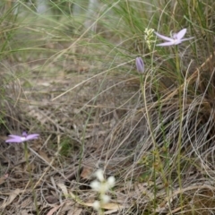 Glossodia major at Canberra Central, ACT - 24 Oct 2014