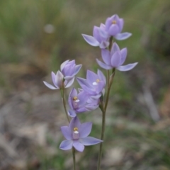 Thelymitra peniculata (Blue Star Sun-orchid) at Mount Majura - 24 Oct 2014 by AaronClausen