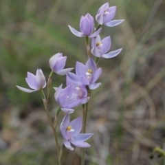 Thelymitra peniculata at Canberra Central, ACT - 24 Oct 2014