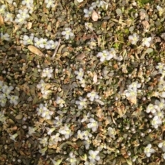 Glossostigma elatinoides (Small Mud-mat) at Tharwa, ACT - 24 Oct 2014 by APB