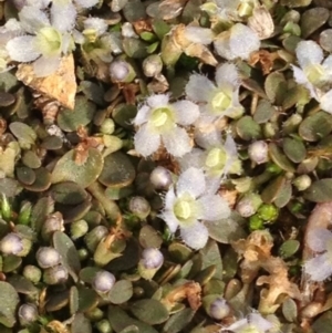 Glossostigma elatinoides at Tharwa, ACT - 24 Oct 2014