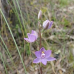 Thelymitra peniculata (Blue Star Sun-orchid) at Canberra Central, ACT - 24 Oct 2014 by AaronClausen