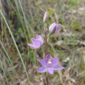 Thelymitra peniculata at Canberra Central, ACT - 24 Oct 2014