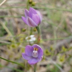 Thelymitra peniculata at Canberra Central, ACT - suppressed