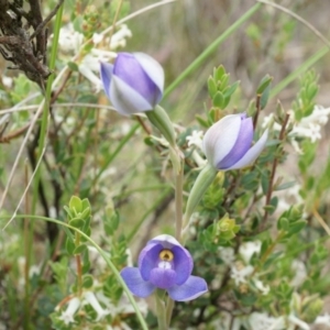Thelymitra pauciflora at Canberra Central, ACT - 24 Oct 2014