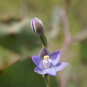 Thelymitra pauciflora at Majura, ACT - suppressed