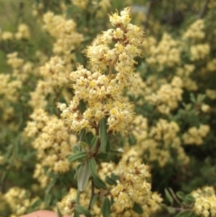 Pomaderris pallida (Pale Pomaderris) at Tuggeranong DC, ACT - 24 Oct 2014 by APB