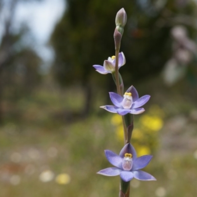 Thelymitra pauciflora (Slender Sun Orchid) at Majura, ACT - 24 Oct 2014 by AaronClausen