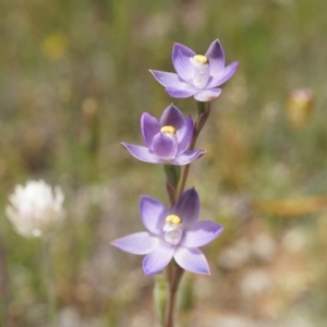 Thelymitra pauciflora at Majura, ACT - 24 Oct 2014