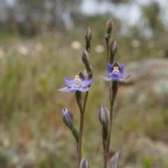 Thelymitra pauciflora (Slender Sun Orchid) at Majura, ACT - 24 Oct 2014 by AaronClausen