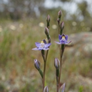 Thelymitra pauciflora at Majura, ACT - 24 Oct 2014