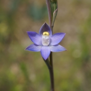 Thelymitra pauciflora at Majura, ACT - 24 Oct 2014