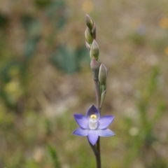 Thelymitra pauciflora at Majura, ACT - 24 Oct 2014