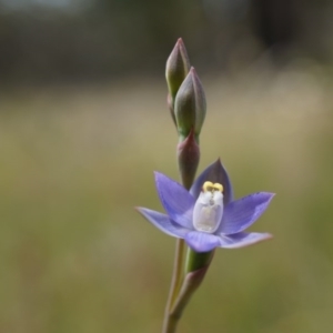 Thelymitra pauciflora at Majura, ACT - 24 Oct 2014