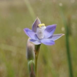 Thelymitra pauciflora at Majura, ACT - suppressed