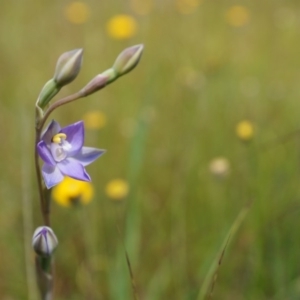 Thelymitra pauciflora at Majura, ACT - 24 Oct 2014