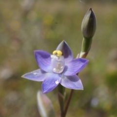 Thelymitra pauciflora (Slender Sun Orchid) at Majura, ACT - 24 Oct 2014 by AaronClausen