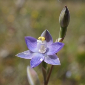 Thelymitra pauciflora at Majura, ACT - suppressed