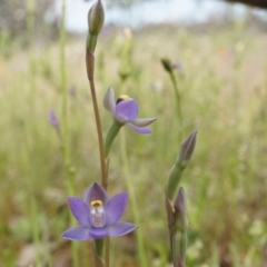 Thelymitra pauciflora (Slender Sun Orchid) at Majura, ACT - 24 Oct 2014 by AaronClausen