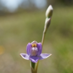 Thelymitra peniculata (Blue Star Sun-orchid) at Majura, ACT - 24 Oct 2014 by AaronClausen
