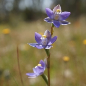 Thelymitra pauciflora at Majura, ACT - 24 Oct 2014