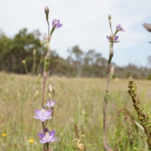 Thelymitra peniculata at Majura, ACT - suppressed