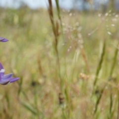 Thelymitra pauciflora (Slender Sun Orchid) at Mount Majura - 24 Oct 2014 by AaronClausen