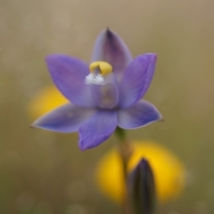 Thelymitra pauciflora (Slender Sun Orchid) at Mount Majura - 24 Oct 2014 by AaronClausen