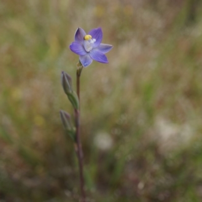 Thelymitra pauciflora (Slender Sun Orchid) at Majura, ACT - 24 Oct 2014 by AaronClausen