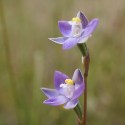 Thelymitra pauciflora (Slender Sun Orchid) at Mount Majura - 24 Oct 2014 by AaronClausen