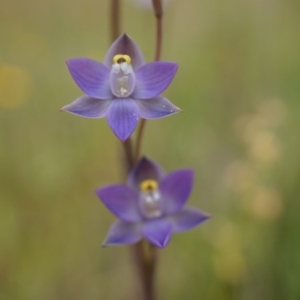 Thelymitra pauciflora at Majura, ACT - 24 Oct 2014