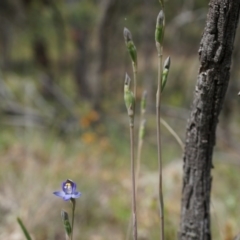 Thelymitra pauciflora (Slender Sun Orchid) at Majura, ACT - 24 Oct 2014 by AaronClausen