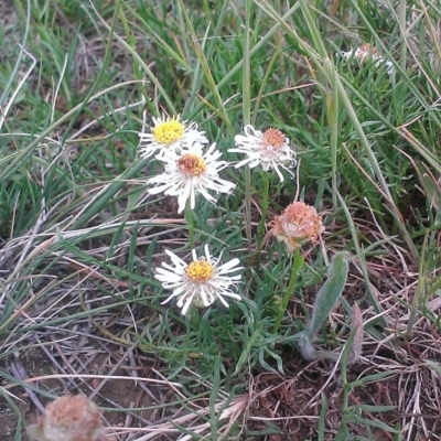 Calotis anthemoides (Chamomile Burr-daisy) at Lyneham, ACT - 17 Oct 2014 by krisnash