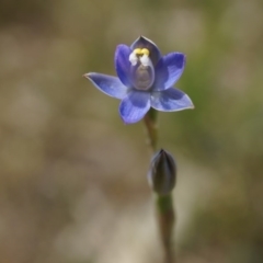 Thelymitra pauciflora (Slender Sun Orchid) at Mount Majura - 24 Oct 2014 by AaronClausen