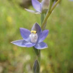 Thelymitra pauciflora (Slender Sun Orchid) at Mount Majura - 24 Oct 2014 by AaronClausen