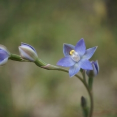 Thelymitra pauciflora (Slender Sun Orchid) at Mount Majura - 24 Oct 2014 by AaronClausen