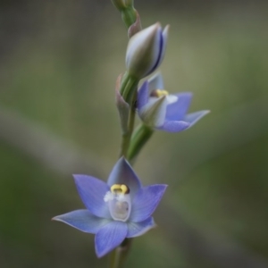 Thelymitra pauciflora at Majura, ACT - 24 Oct 2014