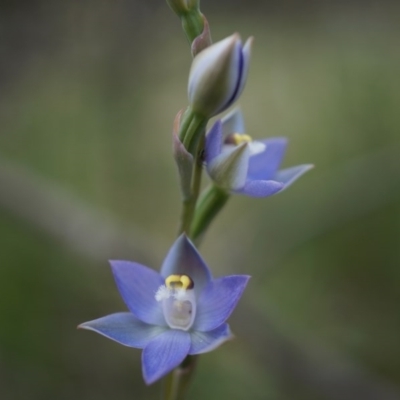 Thelymitra pauciflora (Slender Sun Orchid) at Mount Majura - 24 Oct 2014 by AaronClausen