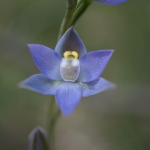 Thelymitra pauciflora at Majura, ACT - 24 Oct 2014