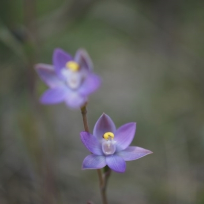 Thelymitra pauciflora (Slender Sun Orchid) at Majura, ACT - 24 Oct 2014 by AaronClausen