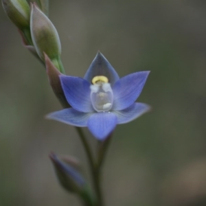 Thelymitra pauciflora at Majura, ACT - 24 Oct 2014