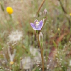 Thelymitra pauciflora (Slender Sun Orchid) at Majura, ACT - 24 Oct 2014 by AaronClausen