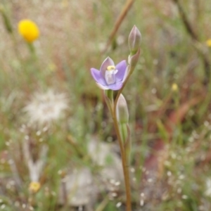 Thelymitra pauciflora at Majura, ACT - 24 Oct 2014